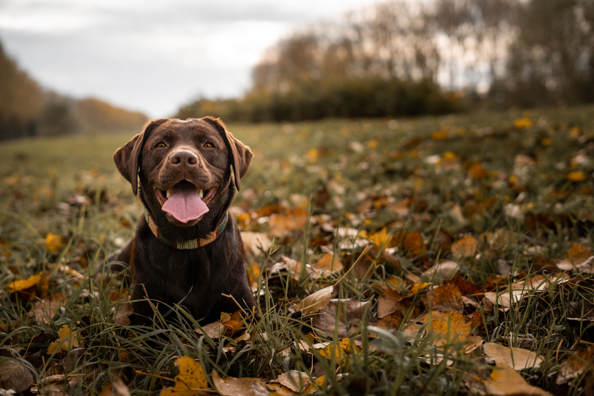 Happy chocolate Labrador wearing a Collart collar in an autumn field