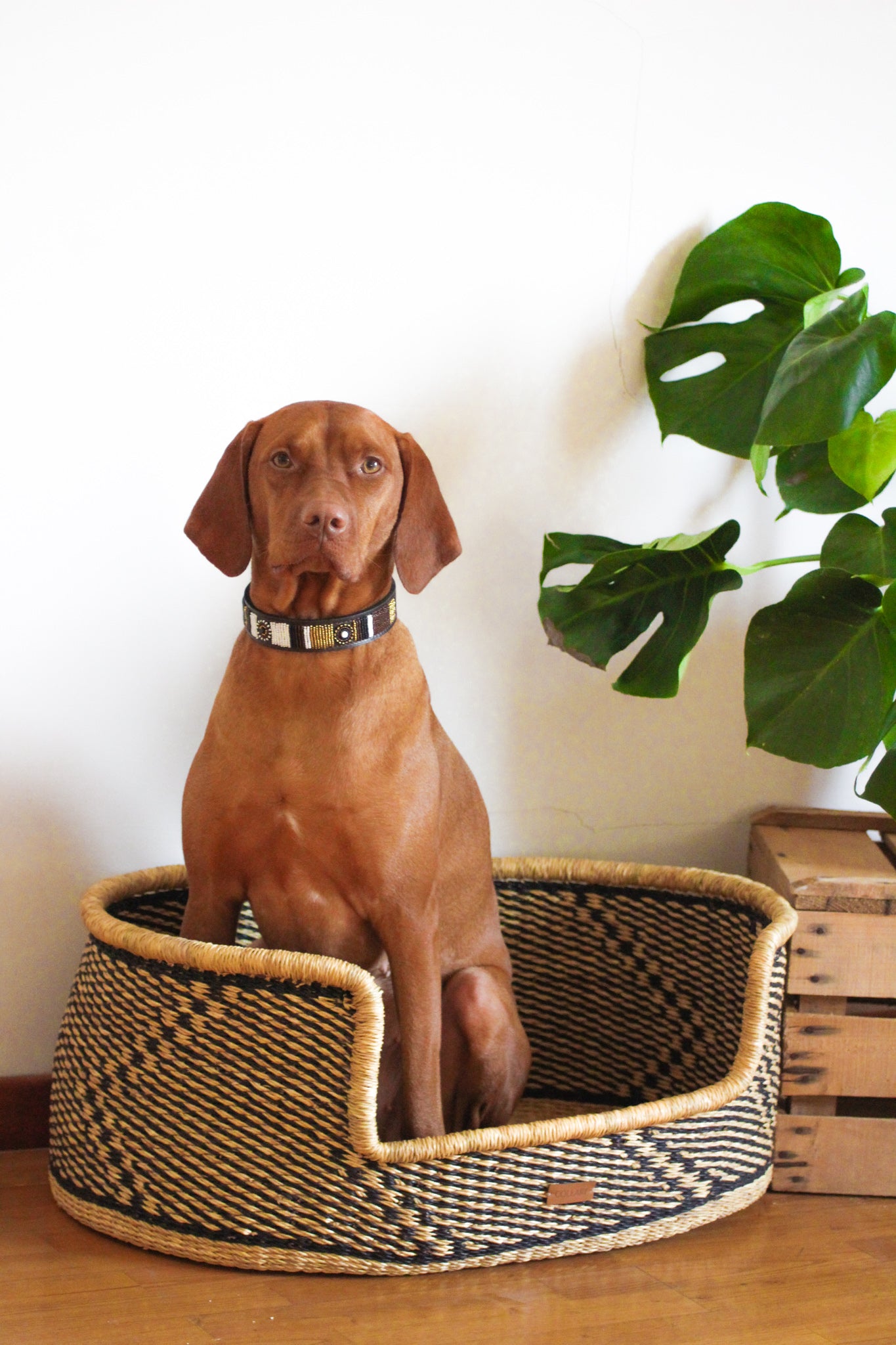 DOG BED - SERENGETI