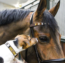 Load image into Gallery viewer, SIOUX - BROWBAND
